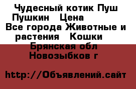 Чудесный котик Пуш-Пушкин › Цена ­ 1 200 - Все города Животные и растения » Кошки   . Брянская обл.,Новозыбков г.